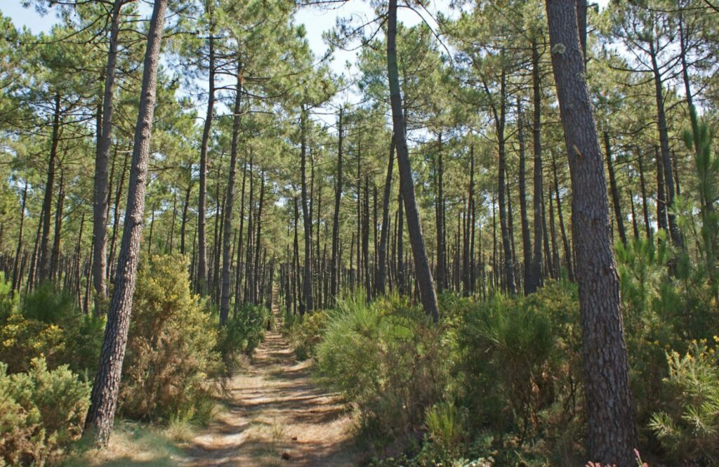 foret des landes