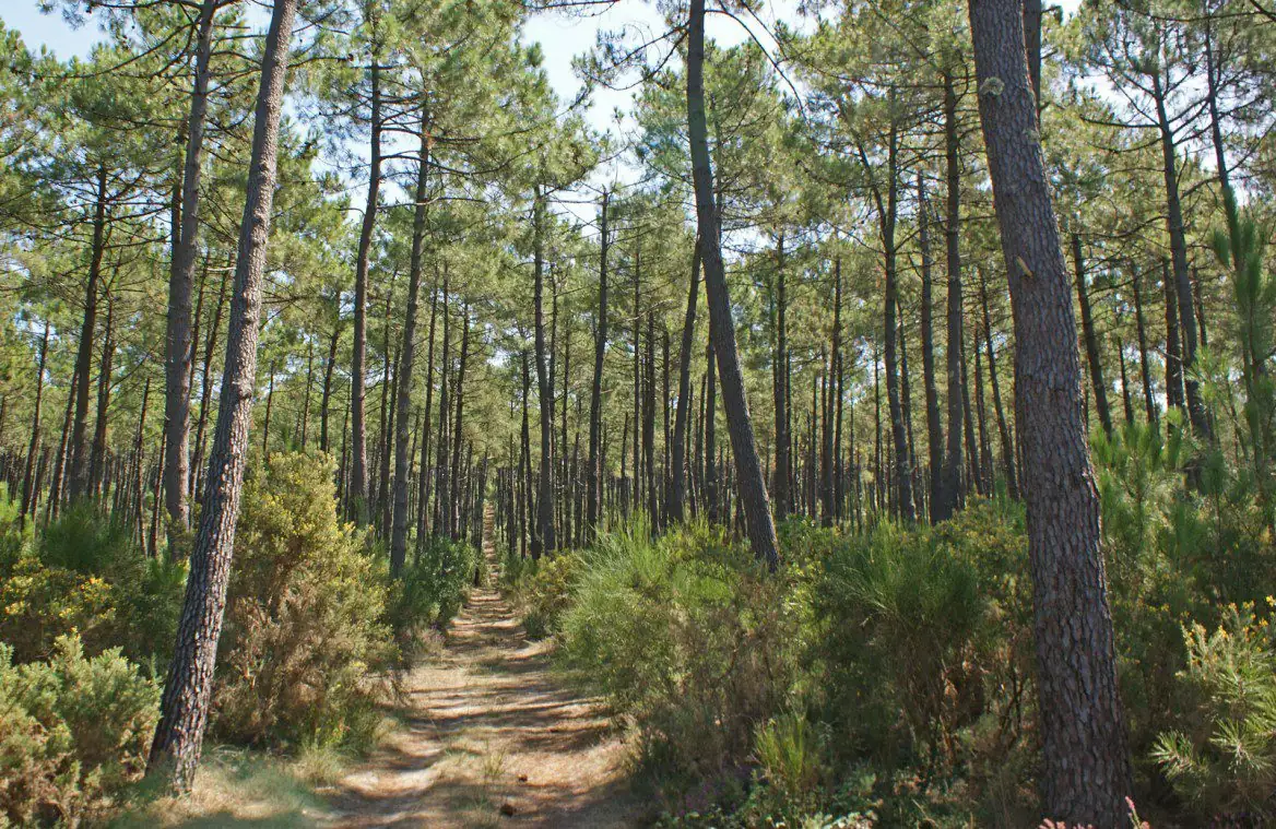 foret des landes